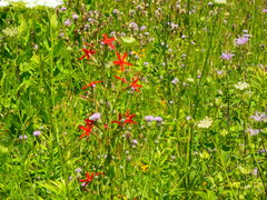 Silene virginica