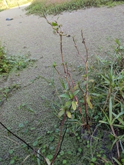 Hygrophila pogonocalyx