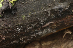 Nectria pseudotrichia