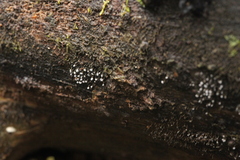 Nectria pseudotrichia