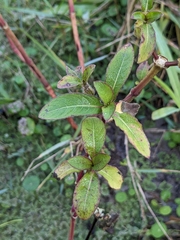 Hygrophila pogonocalyx