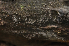 Nectria pseudotrichia