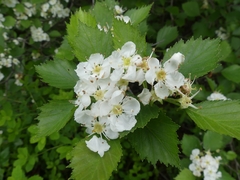 Crataegus chrysocarpa chrysocarpa