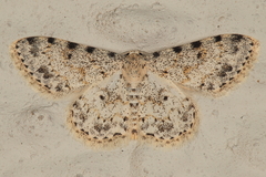 Scopula nigrinotata