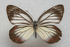 Delias hyparete luzonensis