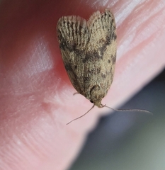 Oligoloba severa