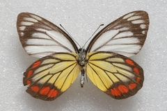 Delias hyparete luzonensis