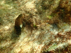 Serranus subligarius