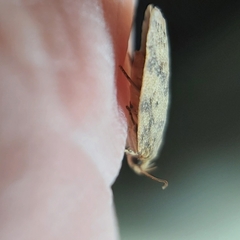 Oligoloba severa