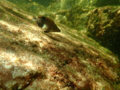 Serranus subligarius