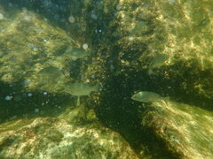 Diplodus
