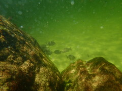 Diplodus