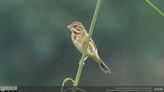 Emberiza fucata
