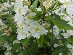 Crataegus chrysocarpa chrysocarpa