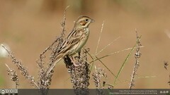 Emberiza fucata