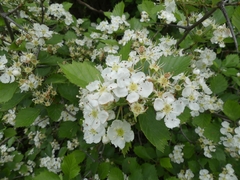 Crataegus chrysocarpa chrysocarpa