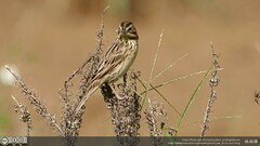 Emberiza fucata