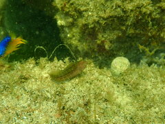 Stegastes leucostictus