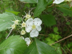 Crataegus chrysocarpa chrysocarpa