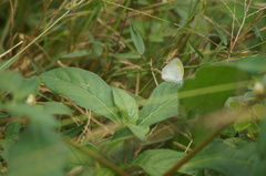 Eurema elathea