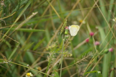 Eurema elathea