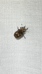 Euparius
