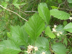 Crataegus chrysocarpa chrysocarpa