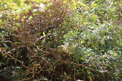 Chrysojasminum stans