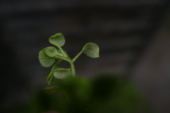 Peronospora alsinearum