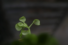 Peronospora alsinearum