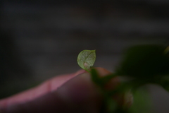 Peronospora alsinearum