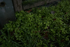 Peronospora alsinearum