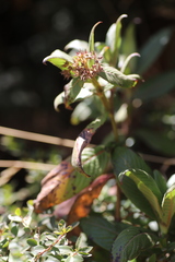 Phyllopentas schimperi