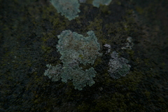 Protoparmeliopsis muralis