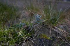 Lavandula angustifolia