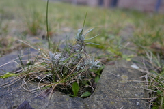 Lavandula angustifolia