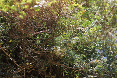 Chrysojasminum stans