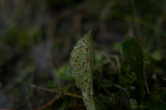 Coleosporium campanulae