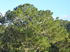 Pinus maximinoi