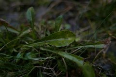 Coleosporium campanulae