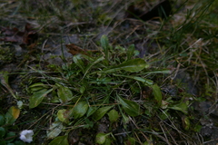 Coleosporium campanulae