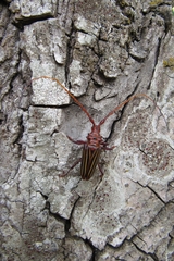 Chydarteres striatus