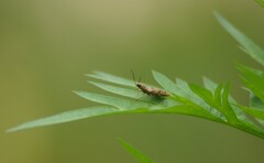 Conoderus fuscofasciatus
