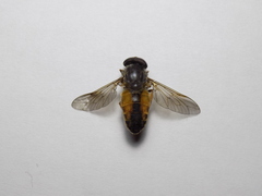 Hybomitra ciureai
