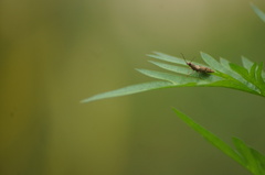 Conoderus fuscofasciatus