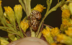 Pachybrachis glyphicus