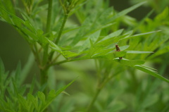 Conoderus fuscofasciatus