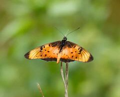 Acraea natalica