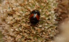 Lexiphanes biplagiatus