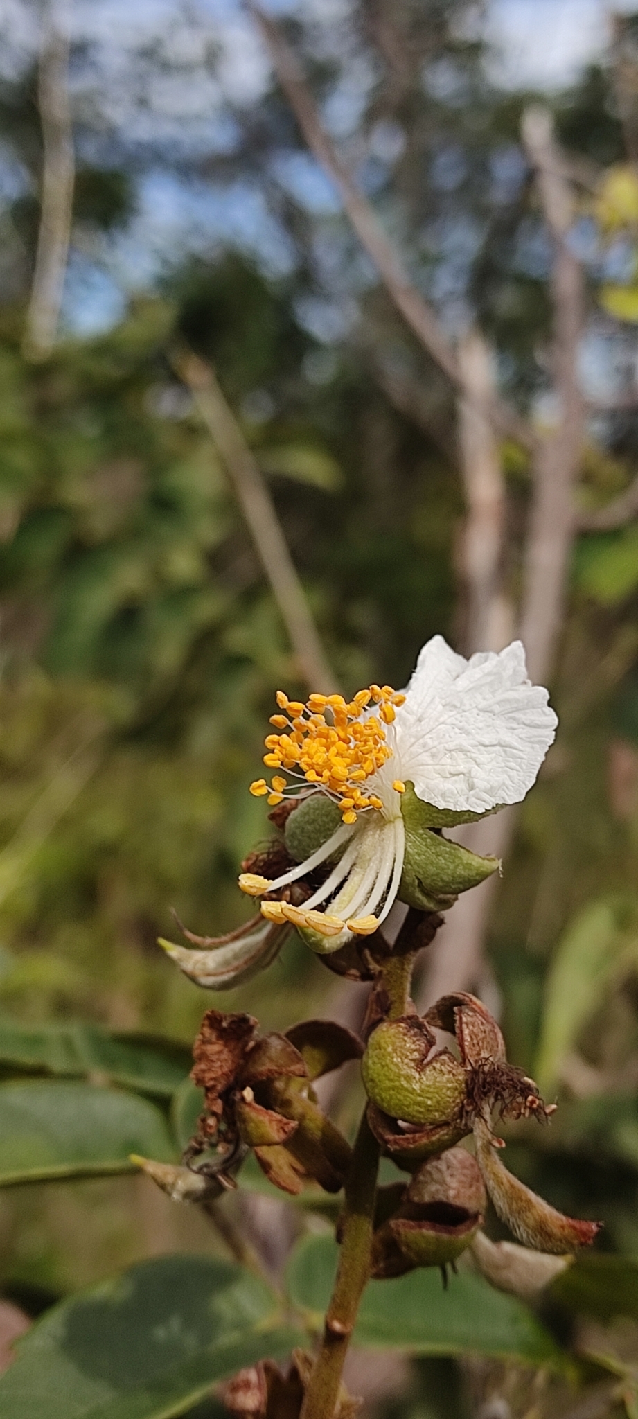 Swartzia macrostachya